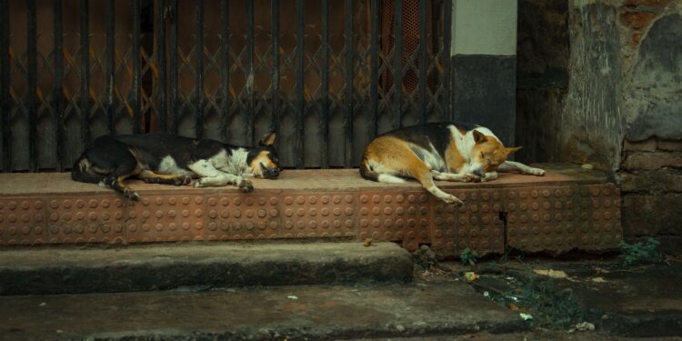 Moradora acolhe cães abandonados enfrenta