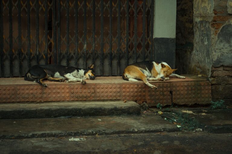 Moradora acolhe cães abandonados enfrenta