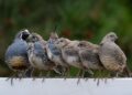 Mulher compra quatro codornas adapta