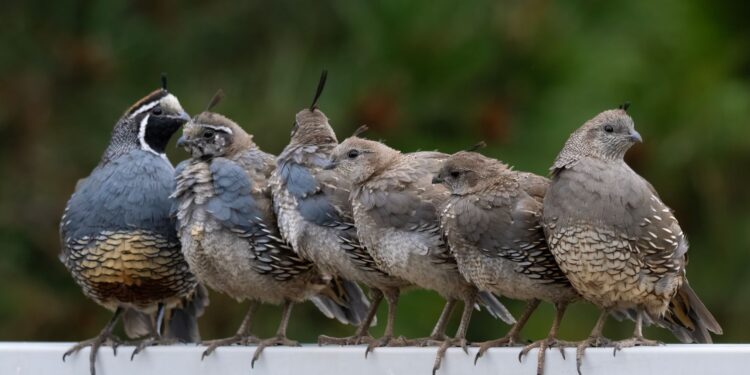 Mulher compra quatro codornas adapta
