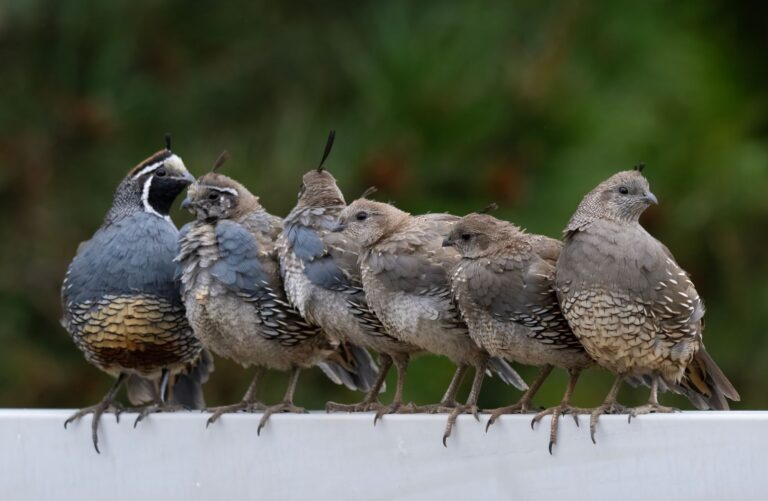 Mulher compra quatro codornas adapta