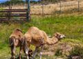 Mulher troca vacas camelos trazidos