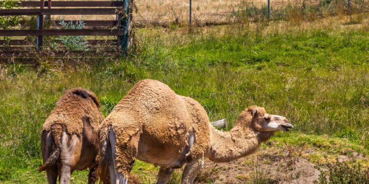 Mulher troca vacas camelos trazidos