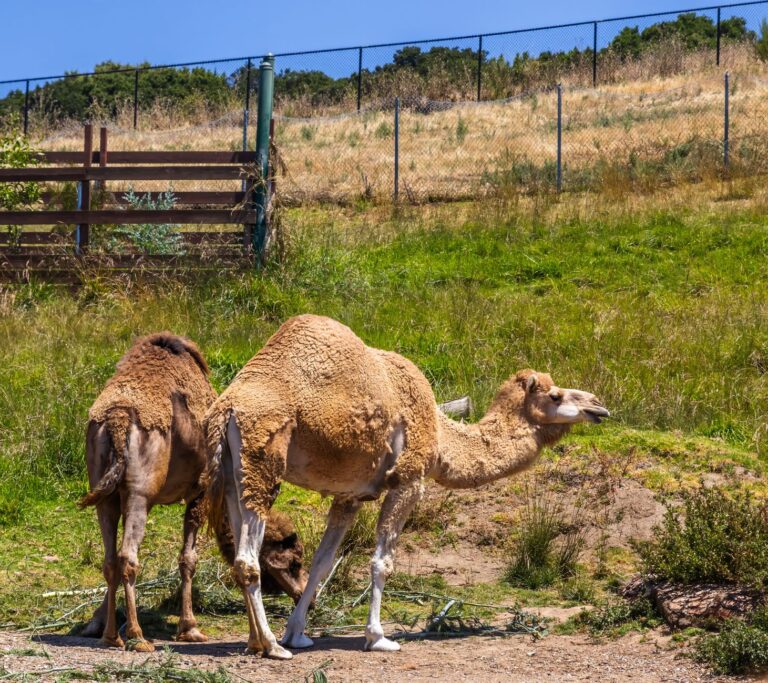 Mulher troca vacas camelos trazidos