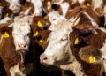 Óculos inteligentes reconhecem vaca mostram