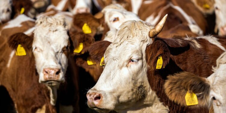 Óculos inteligentes reconhecem vaca mostram