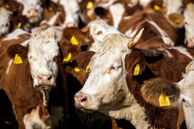 Óculos inteligentes reconhecem vaca mostram