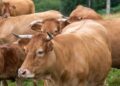 Pai vende vacas comprar lanchonete