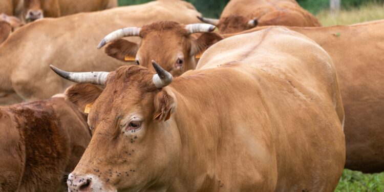 Pai vende vacas comprar lanchonete