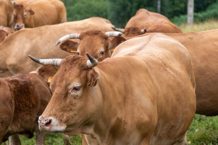 Pai vende vacas comprar lanchonete