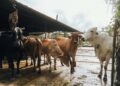Pesquisadores colocam sensores vacas descobrem