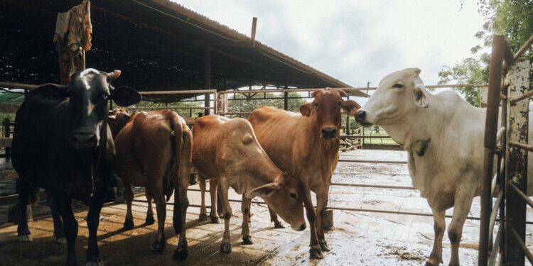 Pesquisadores colocam sensores vacas descobrem