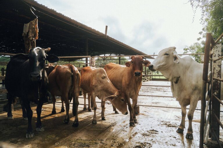 Pesquisadores colocam sensores vacas descobrem