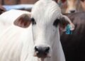 O inimigo que se esconde no couro do gado preocupa 70% dos pecuaristas do Brasil e pode reduzir o ganho de peso sem que o produtor perceba