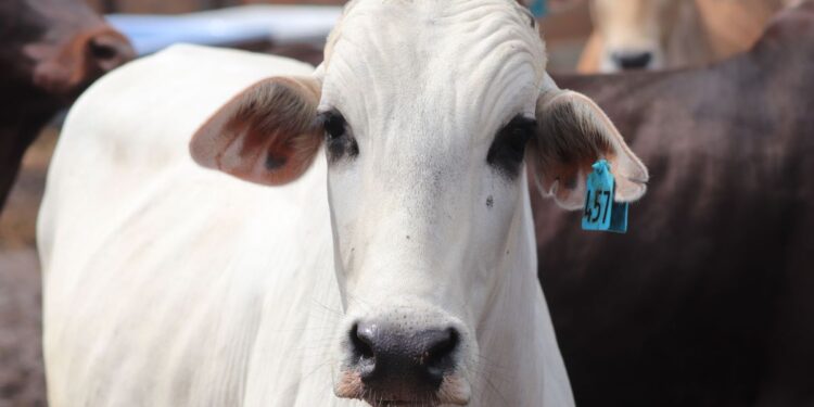 O inimigo que se esconde no couro do gado preocupa 70% dos pecuaristas do Brasil e pode reduzir o ganho de peso sem que o produtor perceba