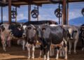 Fazenda brasileira cuida de 2.750 vacas, oferece banhos até seis vezes por dia para aliviar o calor e mais que dobra a produção de leite em oito anos: agora, propriedade chega a 102 mil litros diários e investe R$ 15 milhões para tentar alcançar uma nova marca