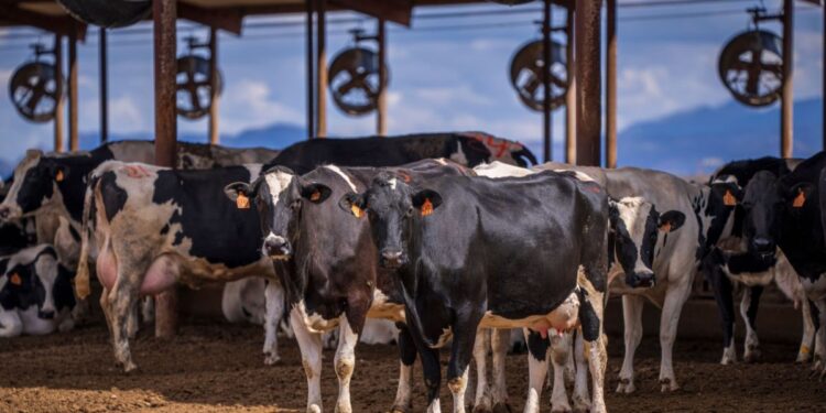 Fazenda brasileira cuida de 2.750 vacas, oferece banhos até seis vezes por dia para aliviar o calor e mais que dobra a produção de leite em oito anos: agora, propriedade chega a 102 mil litros diários e investe R$ 15 milhões para tentar alcançar uma nova marca
