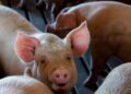 Produtor começou criando porcos em um chiqueiro de apenas 70 metros quadrados e enfrentou dificuldades para manter os animais: hoje, depois de décadas de trabalho, ele investe na expansão da granja