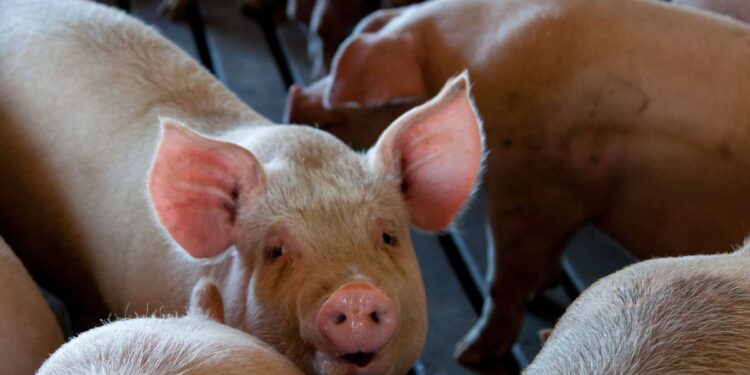 Produtor começou criando porcos em um chiqueiro de apenas 70 metros quadrados e enfrentou dificuldades para manter os animais: hoje, depois de décadas de trabalho, ele investe na expansão da granja