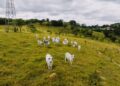 Pecuarista mineiro ajudou a abrir mais de 50 fazendas pelo Brasil e se tornou um dos pioneiros da criação de gado: ele começou no negócio ao lado do pai, acompanhou a transformação do transporte de bois e deixou um legado que atravessou gerações no campo