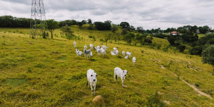 Pecuarista mineiro ajudou a abrir mais de 50 fazendas pelo Brasil e se tornou um dos pioneiros da criação de gado: ele começou no negócio ao lado do pai, acompanhou a transformação do transporte de bois e deixou um legado que atravessou gerações no campo