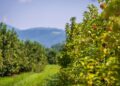 Pomar reúne mil frutas cítricas