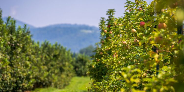 Pomar reúne mil frutas cítricas