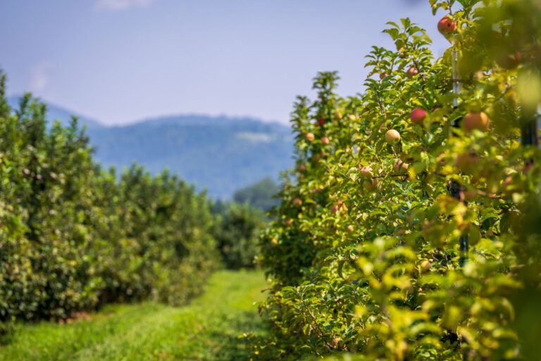 Pomar reúne mil frutas cítricas