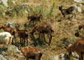 Preço cabras despenca família abre
