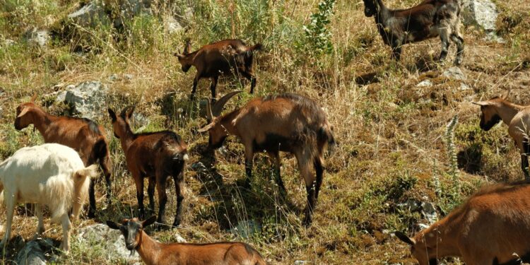 Preço cabras despenca família abre