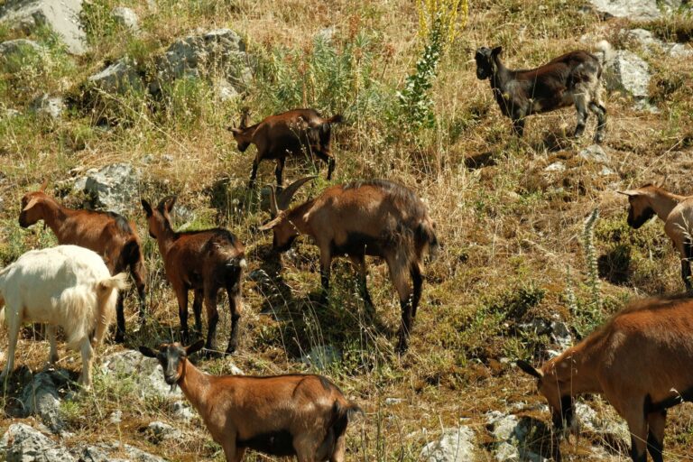 Preço cabras despenca família abre