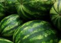 Primeiras melancias eram amargas humanos
