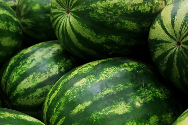 Primeiras melancias eram amargas humanos