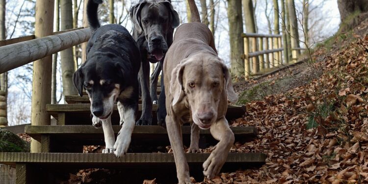 Produtor adota quatro cães resgatados