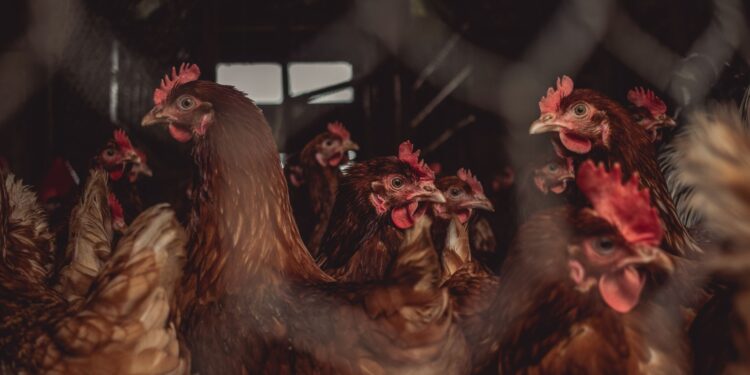 Produtor compra galinhas recuperar pasto