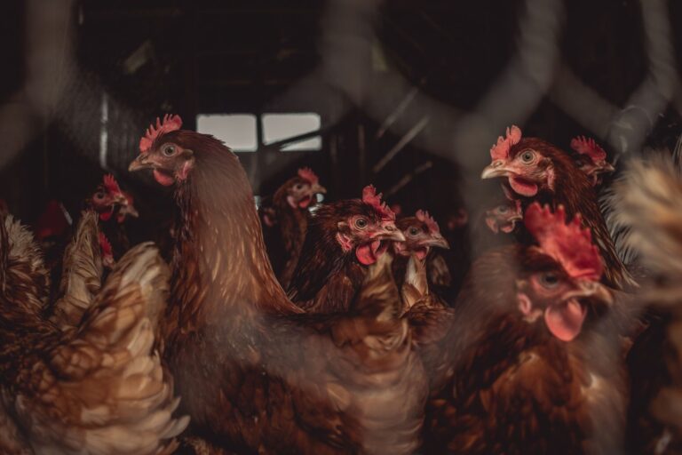 Produtor compra galinhas recuperar pasto