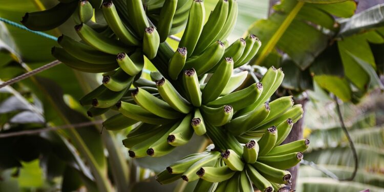Produtora bananas economiza dez constrói