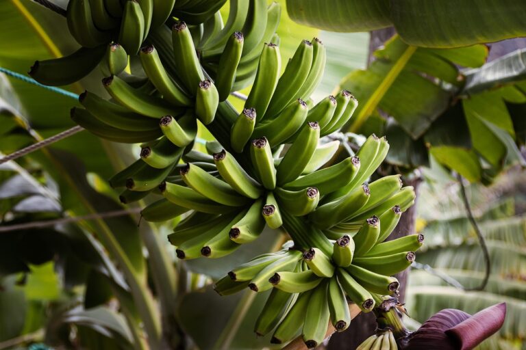 Produtora bananas economiza dez constrói