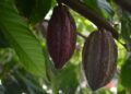 Produtores abandonam gado começam plantar