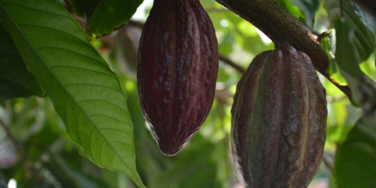 Produtores abandonam gado começam plantar