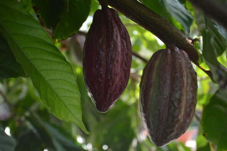 Produtores abandonam gado começam plantar