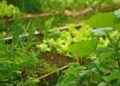 Soldados chegam fazenda procurando salada