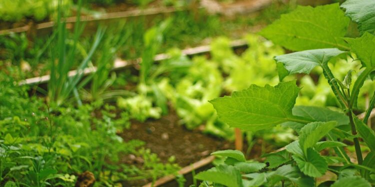 Soldados chegam fazenda procurando salada