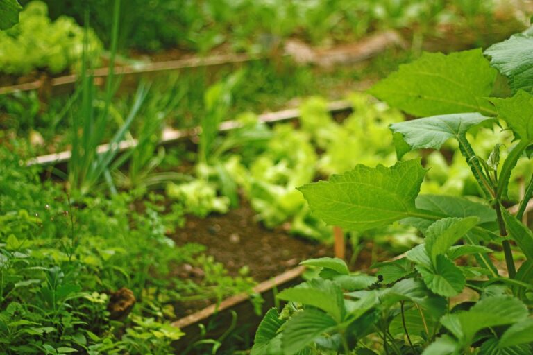 Soldados chegam fazenda procurando salada