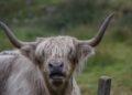 Touro peludo escapa fazenda passa