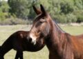 Trabalhadora troca cavalo mula cuidar