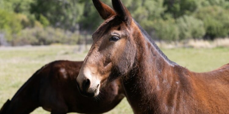 Trabalhadora troca cavalo mula cuidar