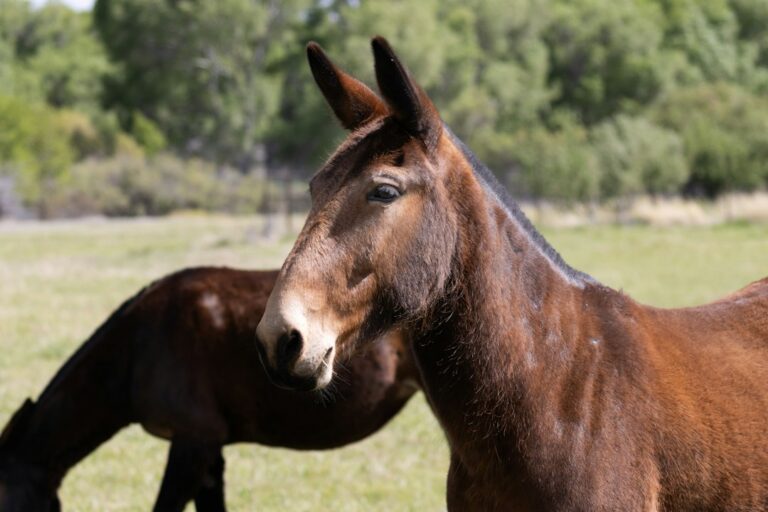 Trabalhadora troca cavalo mula cuidar
