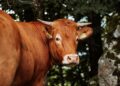 Vaca aprende sozinha segurar vassoura