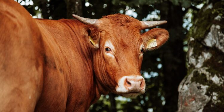 Vaca aprende sozinha segurar vassoura